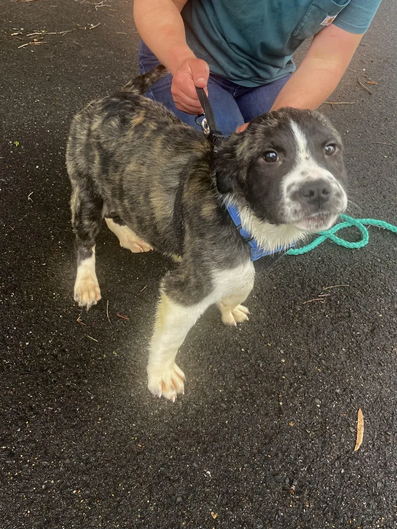 Harbor Spunky thumbnail 4