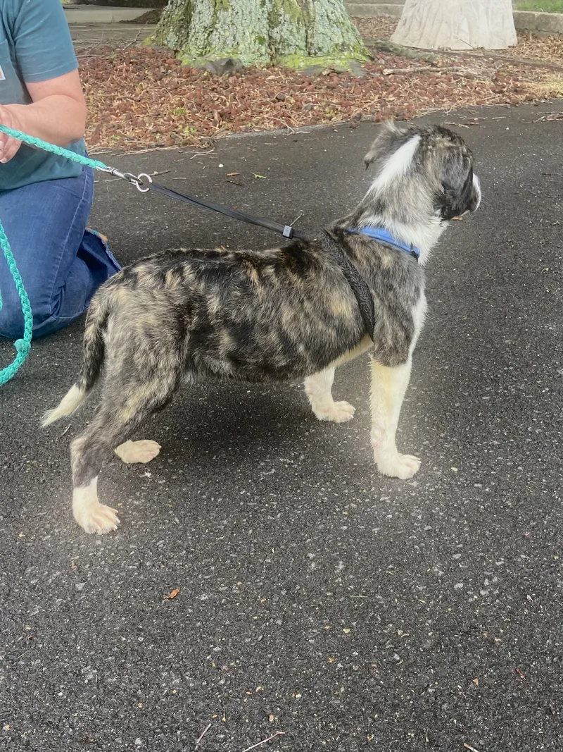 Harbor Spunky thumbnail 5