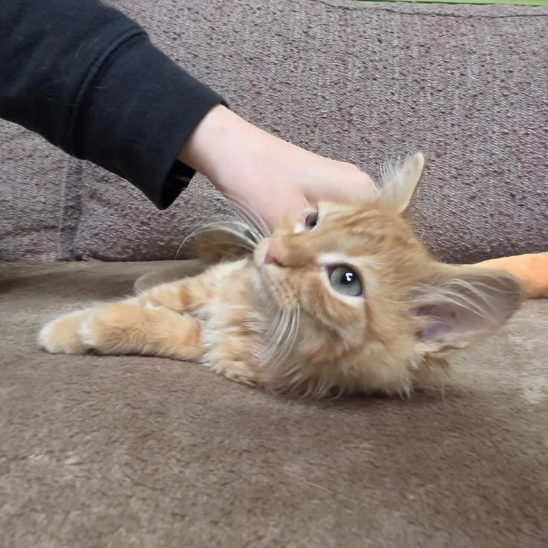 A baby small-sized male Domestic Medium Hair cat named Scottie Pippen for adoption in Normal, IL