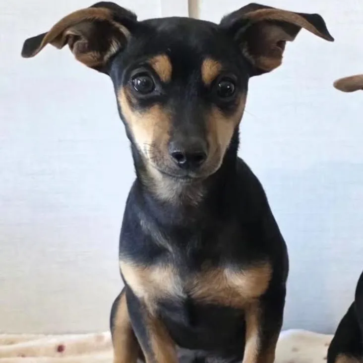 A baby small-sized male Black Chiweenie dog named Louie for adoption in Pelham, NH