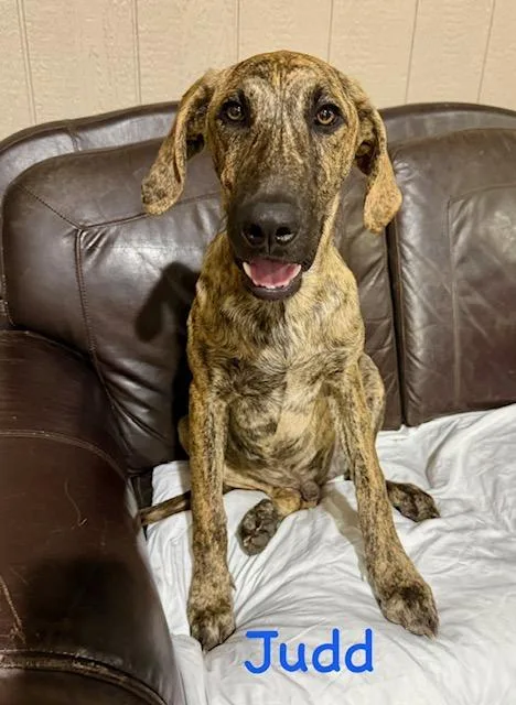 A young large-sized male Great Dane dog named Judd for adoption in Zimmerman, MN