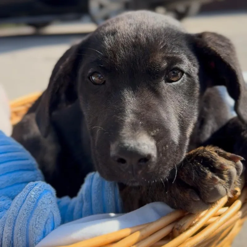 A baby large-sized male Black Australian Cattle Dog / Blue Heeler dog named Virgo for adoption in Houston, TX