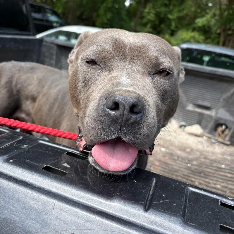 An adult large-sized male Gray / Blue / Silver Mixed Breed dog named Cruiser for adoption in Columbus, GA