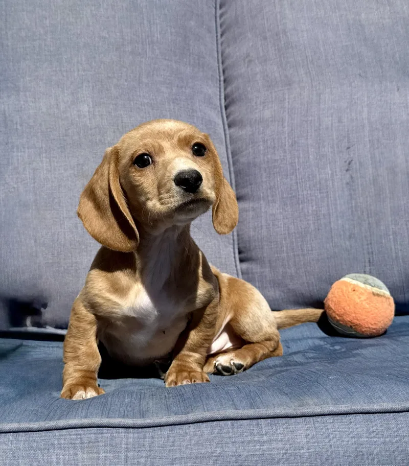 Tiny Tim thumbnail 3