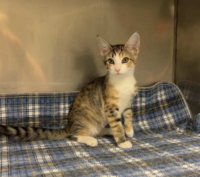 A baby medium-sized female Calico Domestic Short Hair cat named Scroll Saw for adoption in Montville, NJ
