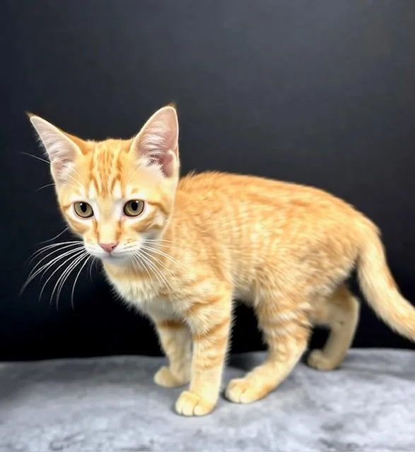 A baby medium-sized female Tabby (Orange / Red) Domestic Short Hair cat named Reuben for adoption in Hawk Point, MO