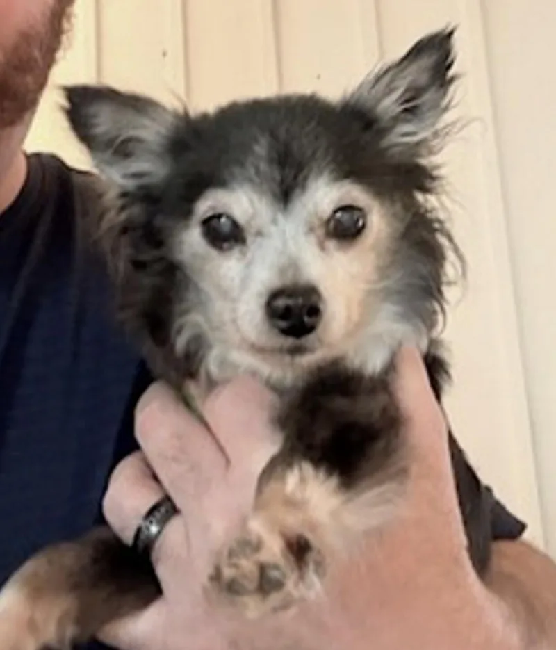 A senior small-sized female Black Chihuahua dog named Penny for adoption in Amherst, MA