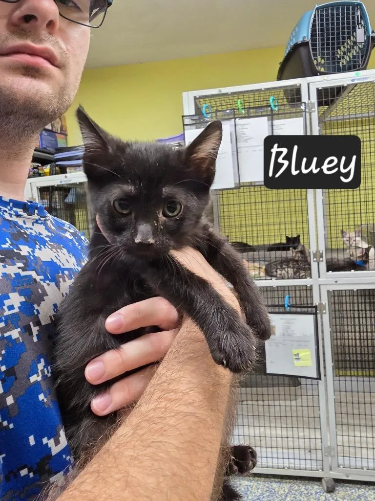 A baby small-sized male Domestic Short Hair cat named Bluey for adoption in Maumelle, AR