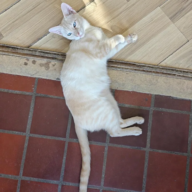 An adult medium-sized male Domestic Short Hair cat named Ringo for adoption in New Orleans, LA