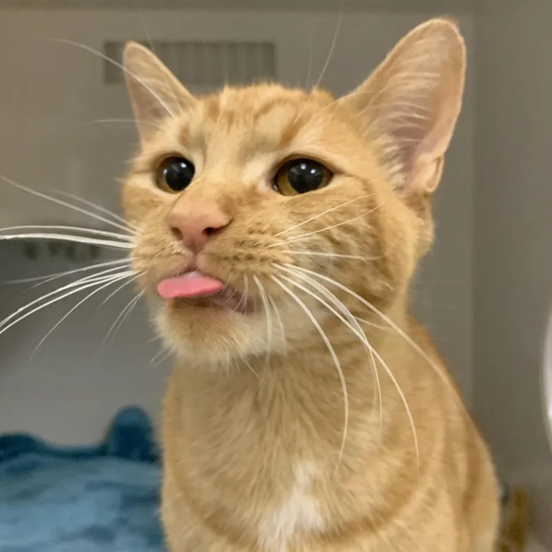 A young medium-sized female Orange / Red Domestic Short Hair cat named Dora for adoption in Redwood City, CA