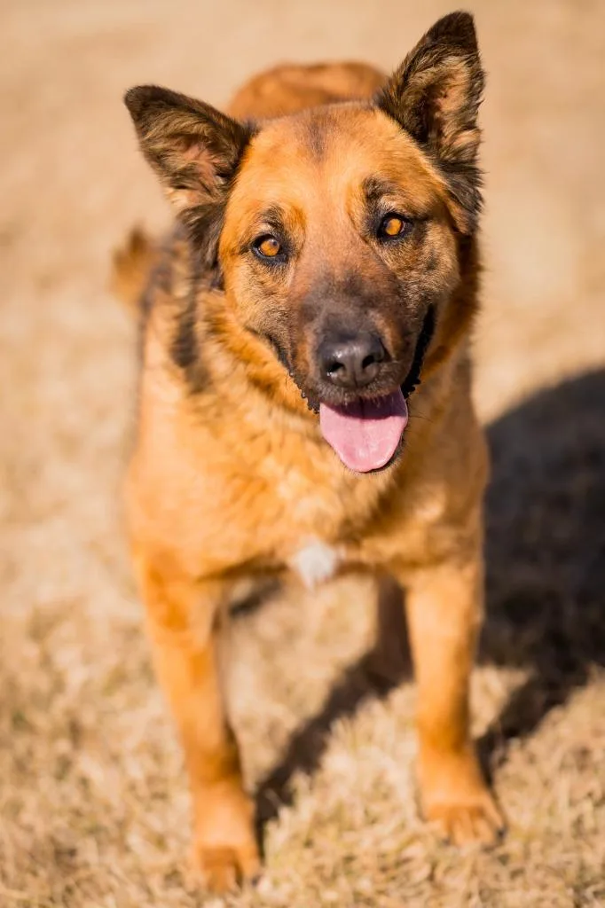 An adult medium-sized female Shepherd dog named Ecadne for adoption in Fort Lupton, CO