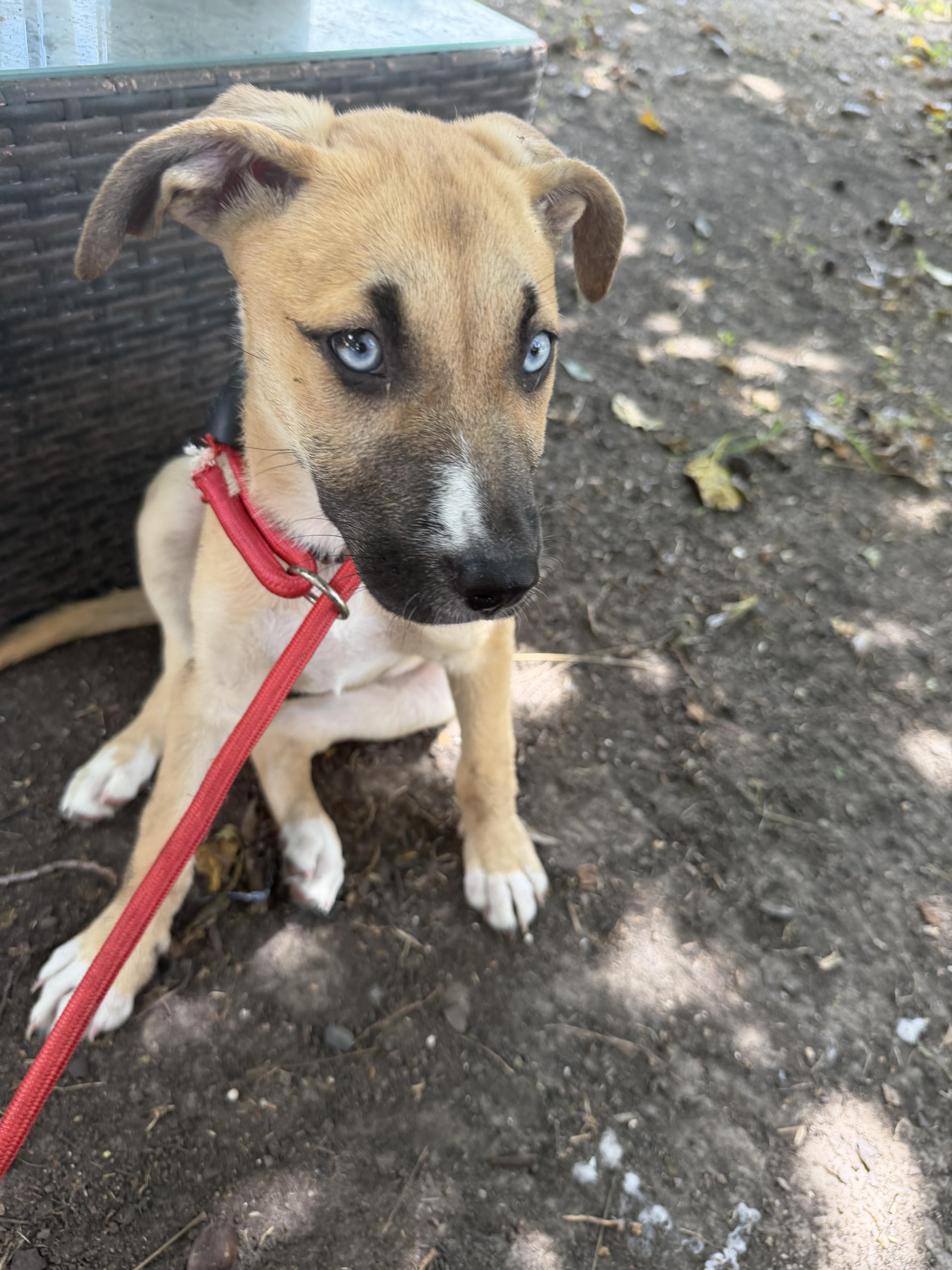 A young medium-sized female Anatolian Shepherd dog named Shebra for adoption in Louise, TX
