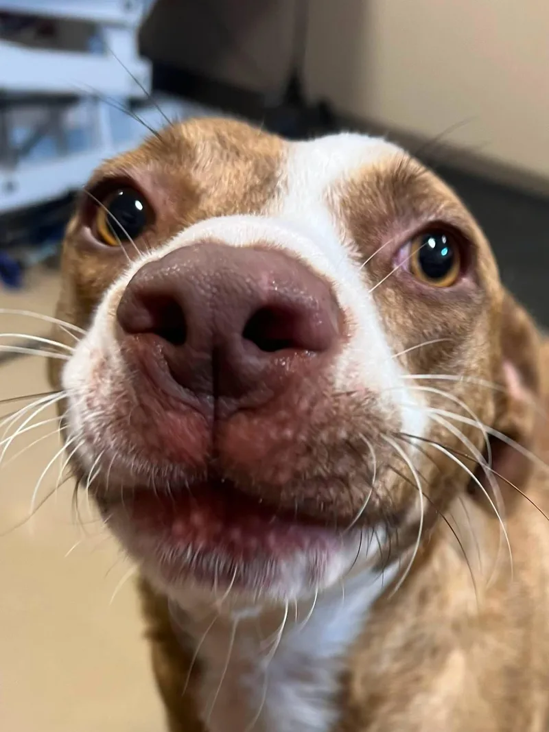 An adult medium-sized female Mixed Breed dog named Sweet Pea for adoption in Davenport, IA