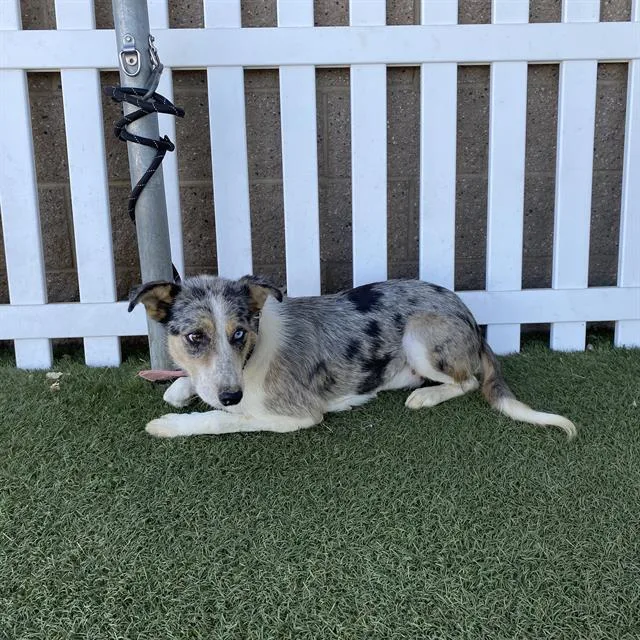 A young medium-sized female Australian Cattle Dog / Blue Heeler dog named Westy for adoption in Modesto, CA