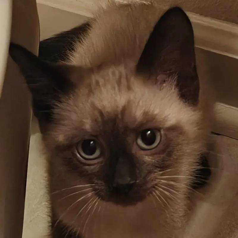 A baby small-sized female Siamese cat named Ariel for adoption in mount vernon, AR