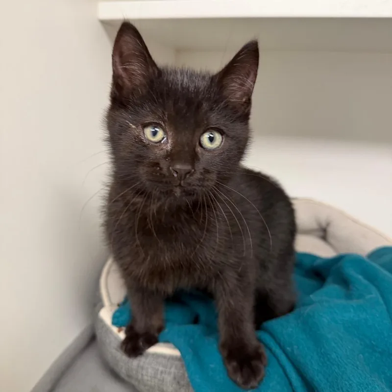 A baby small-sized male Black Domestic Short Hair cat named Plankton for adoption in Stillwater, OK