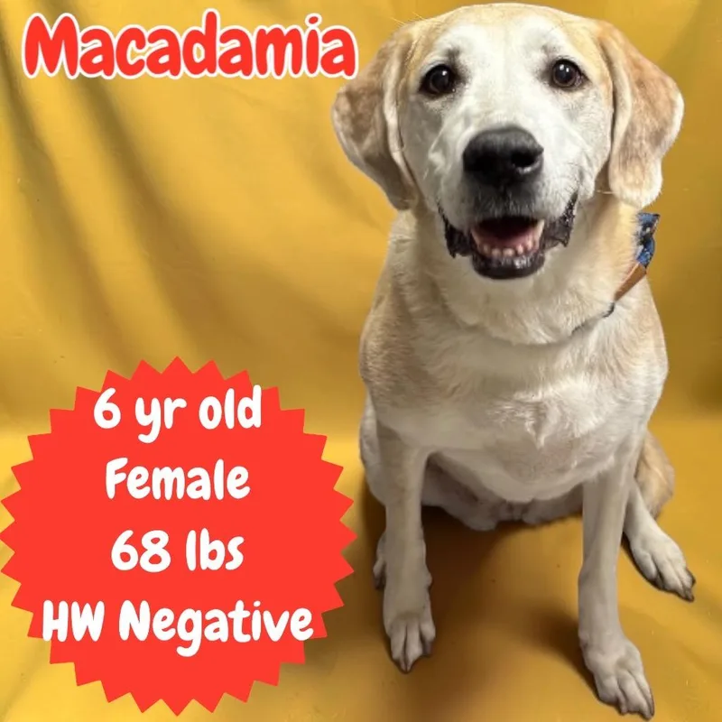 Macadamia thumbnail 2