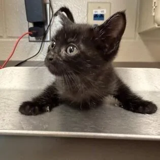 A baby small-sized male Black Domestic Short Hair cat named Hoopla for adoption in Novelty, OH