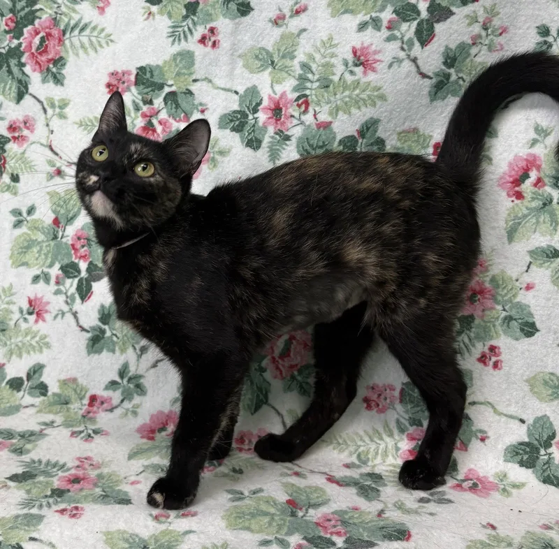 An adult medium-sized female Domestic Short Hair cat named Tatum for adoption in Wetumpka, AL