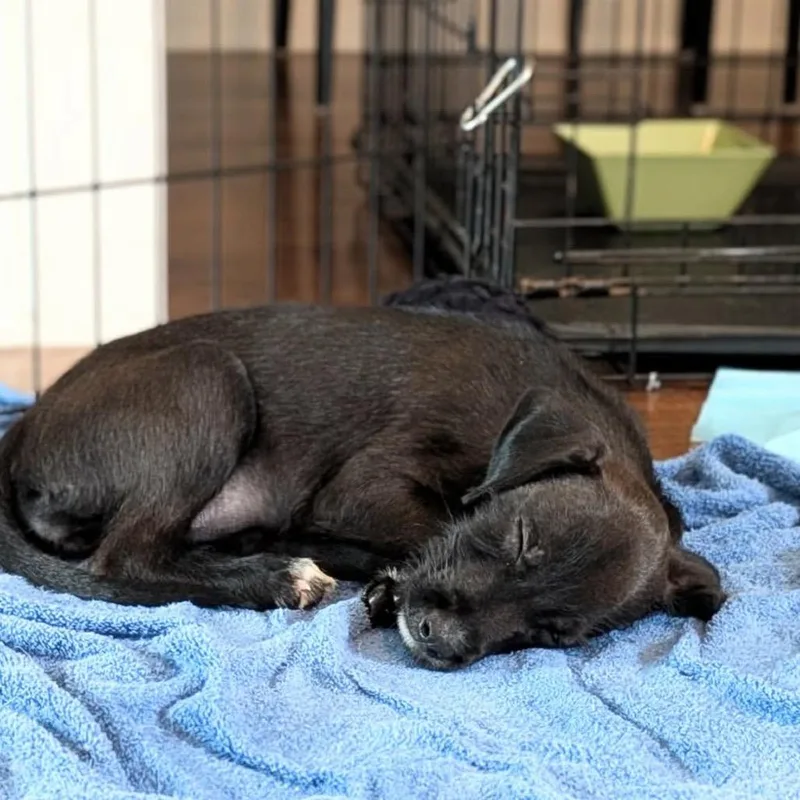 A baby medium-sized female Terrier dog named Renesmee for adoption in St. Charles, IL