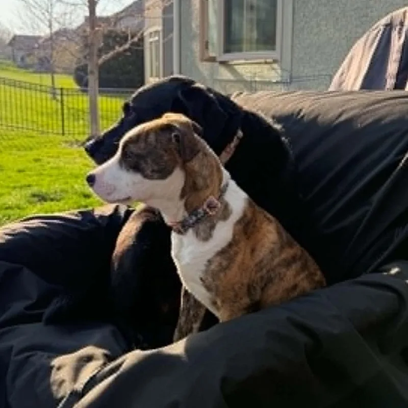 A young medium-sized female Brindle Mixed Breed dog named Mocha for adoption in Olathe, KS