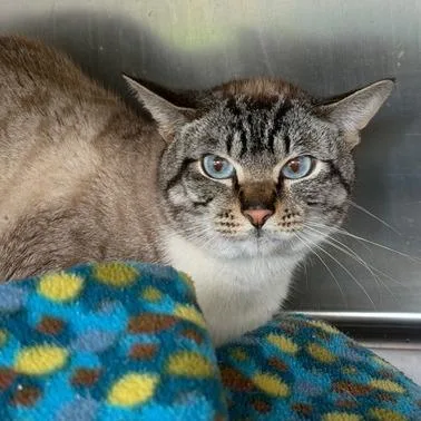 An adult medium-sized male Domestic Short Hair cat named Benson for adoption in Cumming, GA