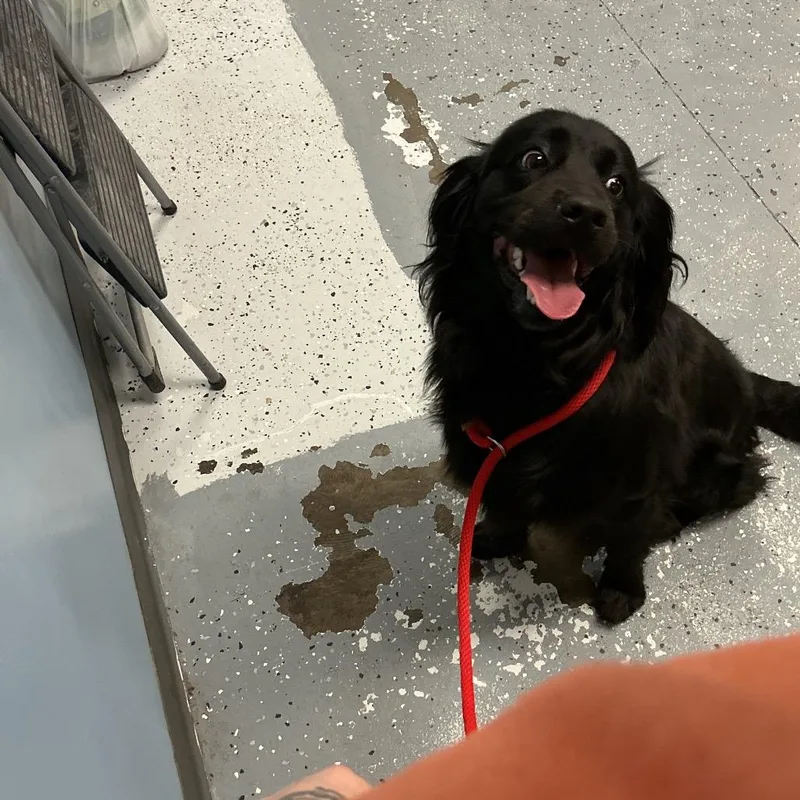 A young medium-sized male Black Labrador Retriever dog named Bear for adoption in St Joseph, MO