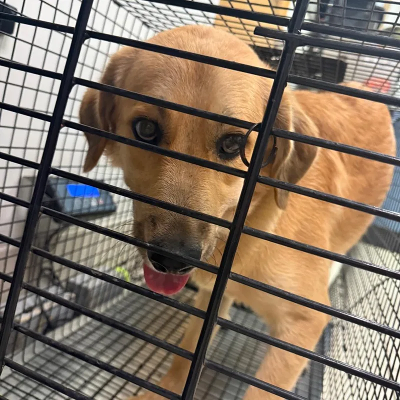 An adult medium-sized male Yellow / Tan / Blond / Fawn Mixed Breed dog named Frito for adoption in Charleston, WV