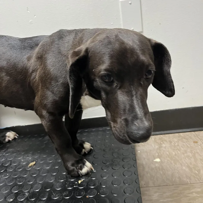 An adult medium-sized female Black Dachshund dog named Jen for adoption in Washington, DC