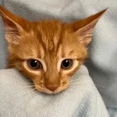 A baby medium-sized male Tabby (Orange / Red) Tabby cat named Gold Dust for adoption in Green Valley, AZ
