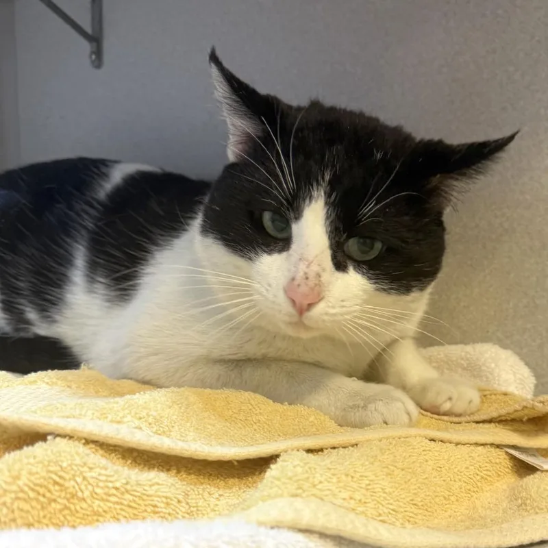 Captain Special Boy thumbnail 2