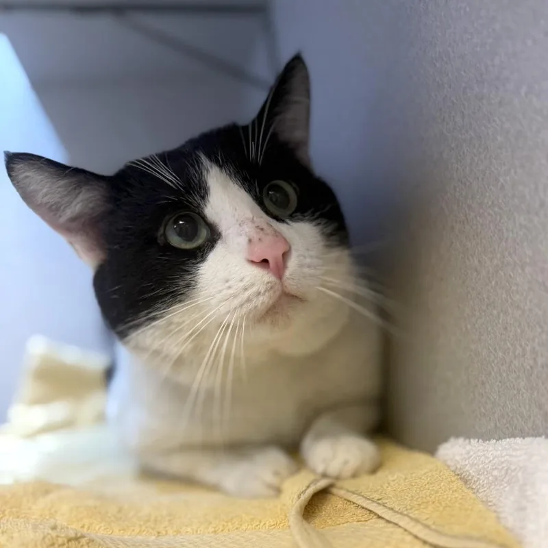 Captain Special Boy thumbnail 3