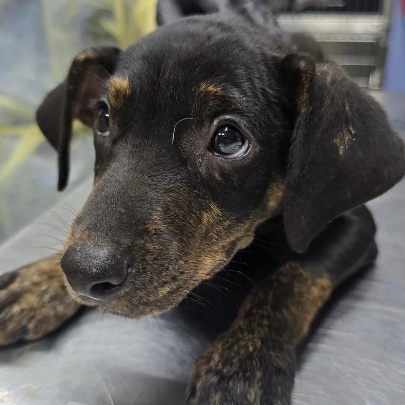 A baby small-sized female Black Catahoula Leopard Dog dog named Jane for adoption in Wappingers Falls, NY