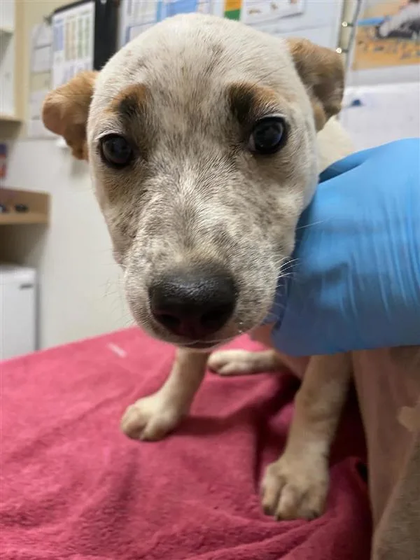 A baby small-sized female Australian Cattle Dog / Blue Heeler dog named Huxtable for adoption in Vancouver, WA