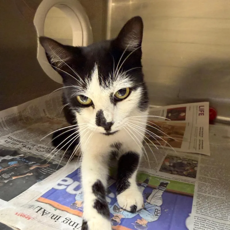 A young medium-sized female Domestic Short Hair cat named Harvest for adoption in Winston-Salem, NC