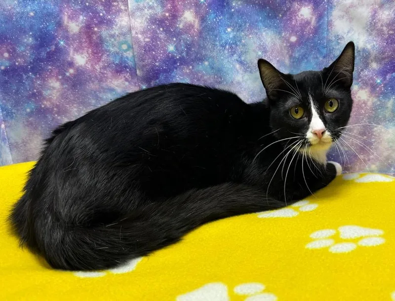 A young large-sized male Domestic Short Hair cat named Chaffin for adoption in Washington Court House, OH