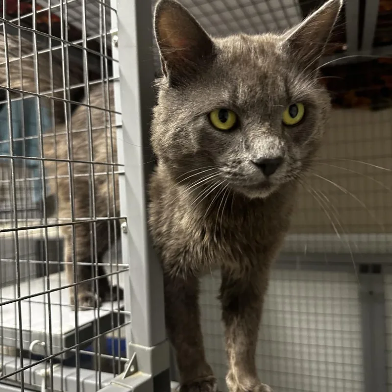 An adult large-sized male Gray / Blue / Silver Domestic Medium Hair cat named Hex for adoption in Blue Ridge, GA