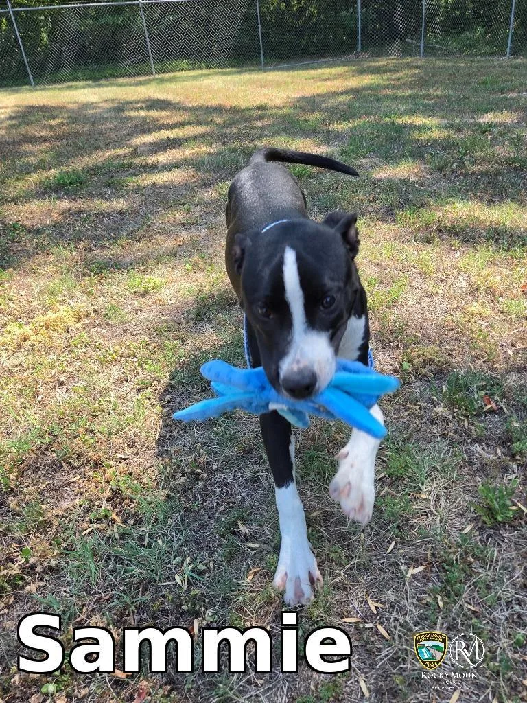 A baby medium-sized male Pit Bull Terrier dog named Sammie for adoption in Rocky Mount, NC