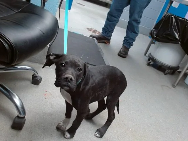 A baby small-sized male Labrador Retriever dog named Yang for adoption in Albuquerque, NM