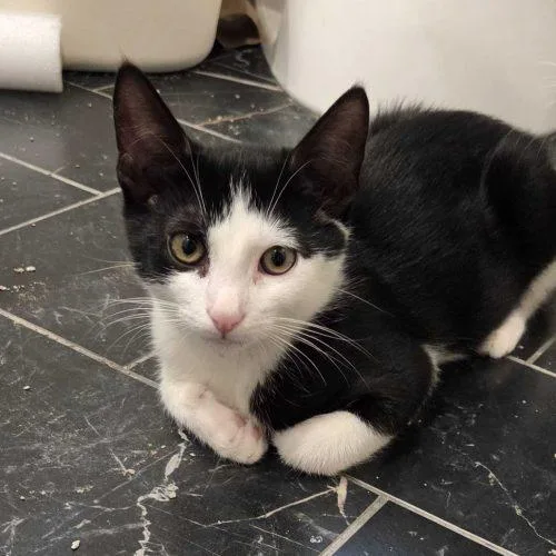 A baby small-sized female Domestic Short Hair cat named Angel Wing for adoption in Toms River, NJ