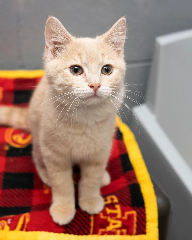 A baby small-sized male Domestic Short Hair cat named Lugnut for adoption in Boone, IA