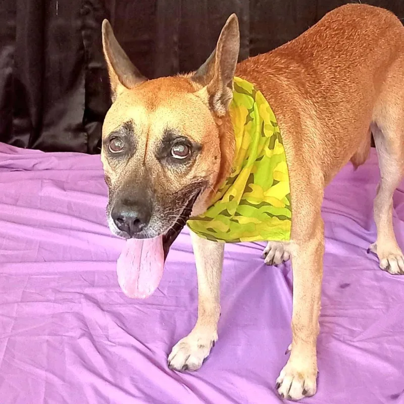 Wiso "loyal & Devoted." thumbnail 2