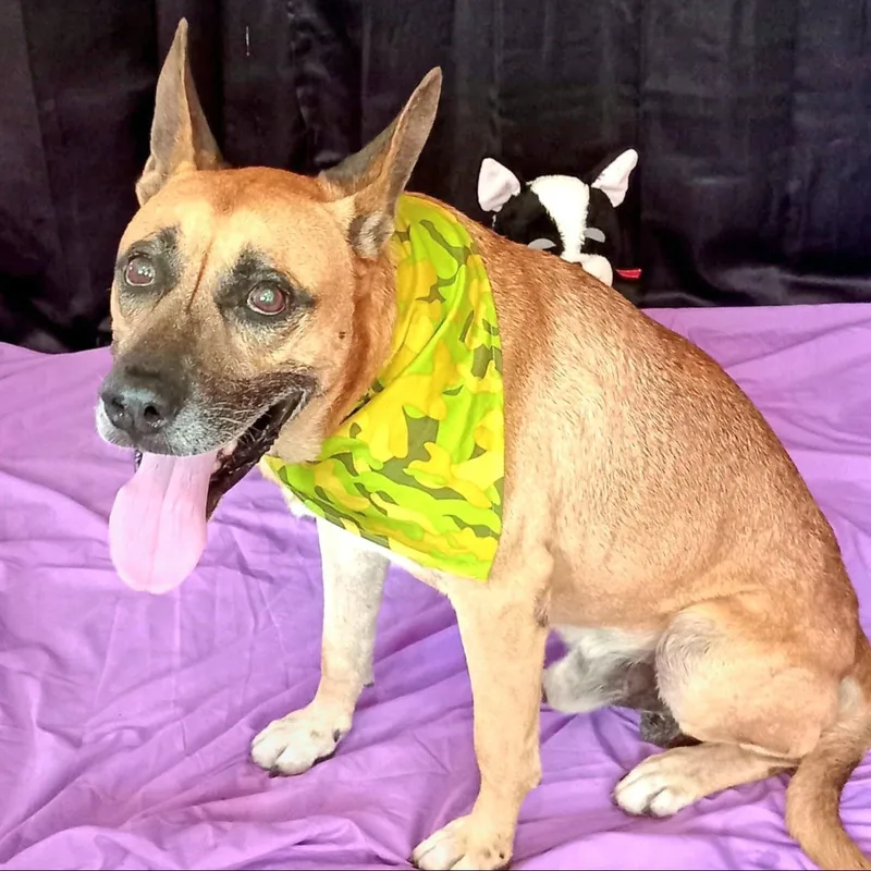 Wiso "loyal & Devoted." thumbnail 3