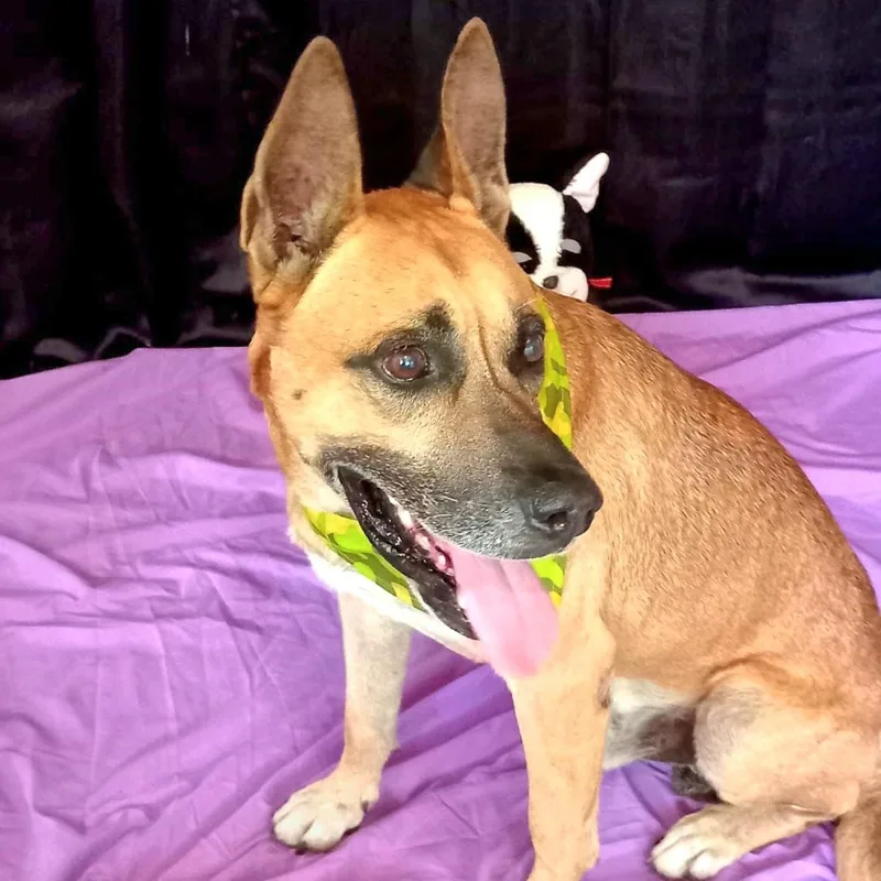 Wiso "loyal & Devoted." thumbnail 4