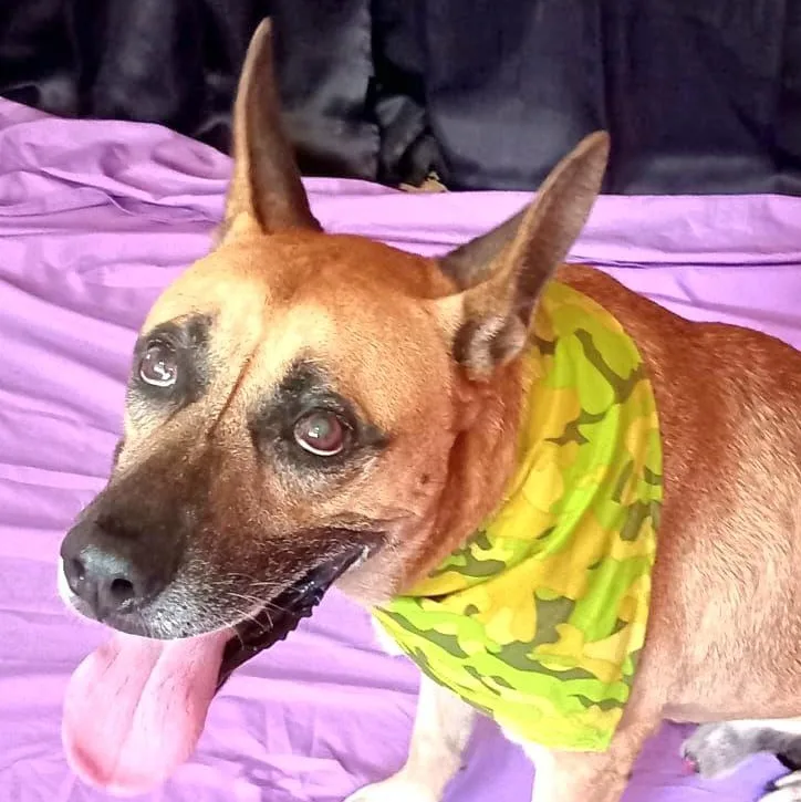 Wiso "loyal & Devoted." thumbnail 5