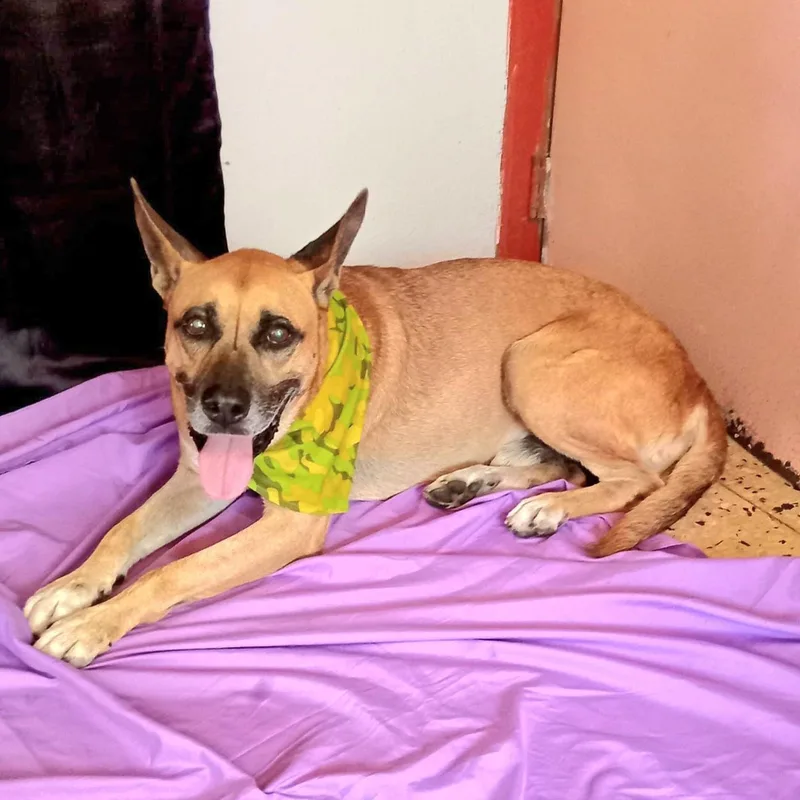 Wiso "loyal & Devoted." thumbnail 6