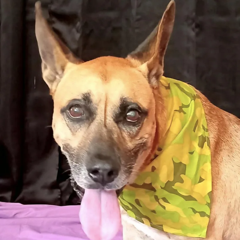 Wiso "loyal & Devoted."