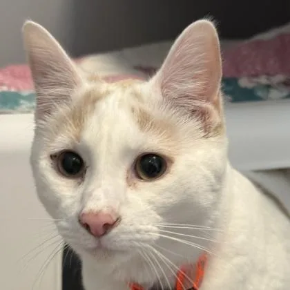 An adult medium-sized male Buff / Tan / Fawn Domestic Short Hair cat named Dew for adoption in Lansing, MI