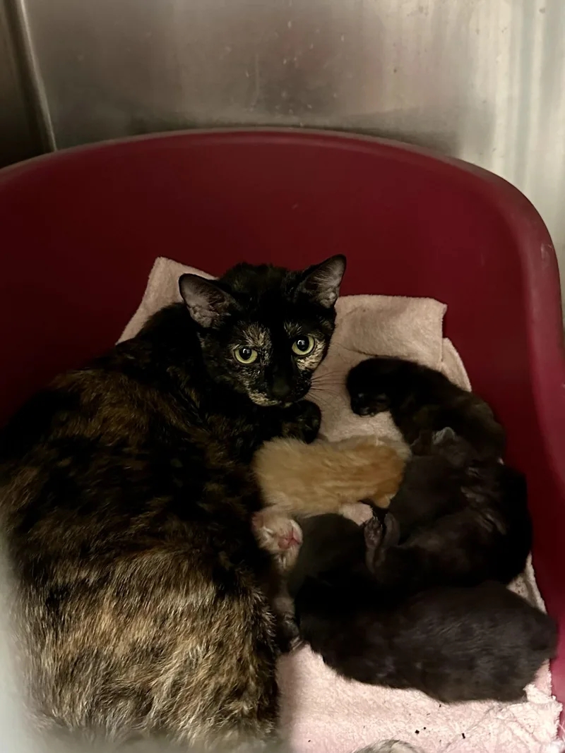A young medium-sized female Tortoiseshell Domestic Short Hair cat named Mazey for adoption in Andover, CT