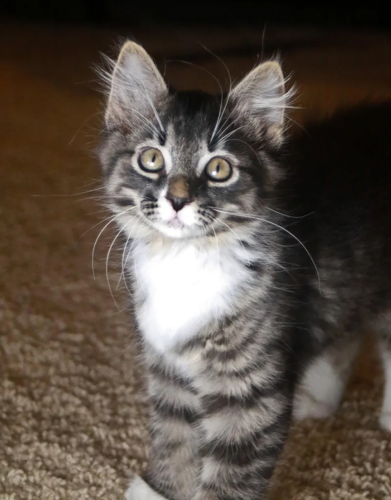 A baby small-sized male Tabby cat named Bowie for adoption in Mankato, MN